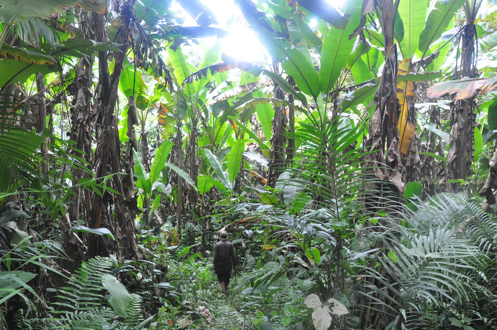 Trekking Nord Laos: Luang Namtha, Nong Khiaw e Phongsali