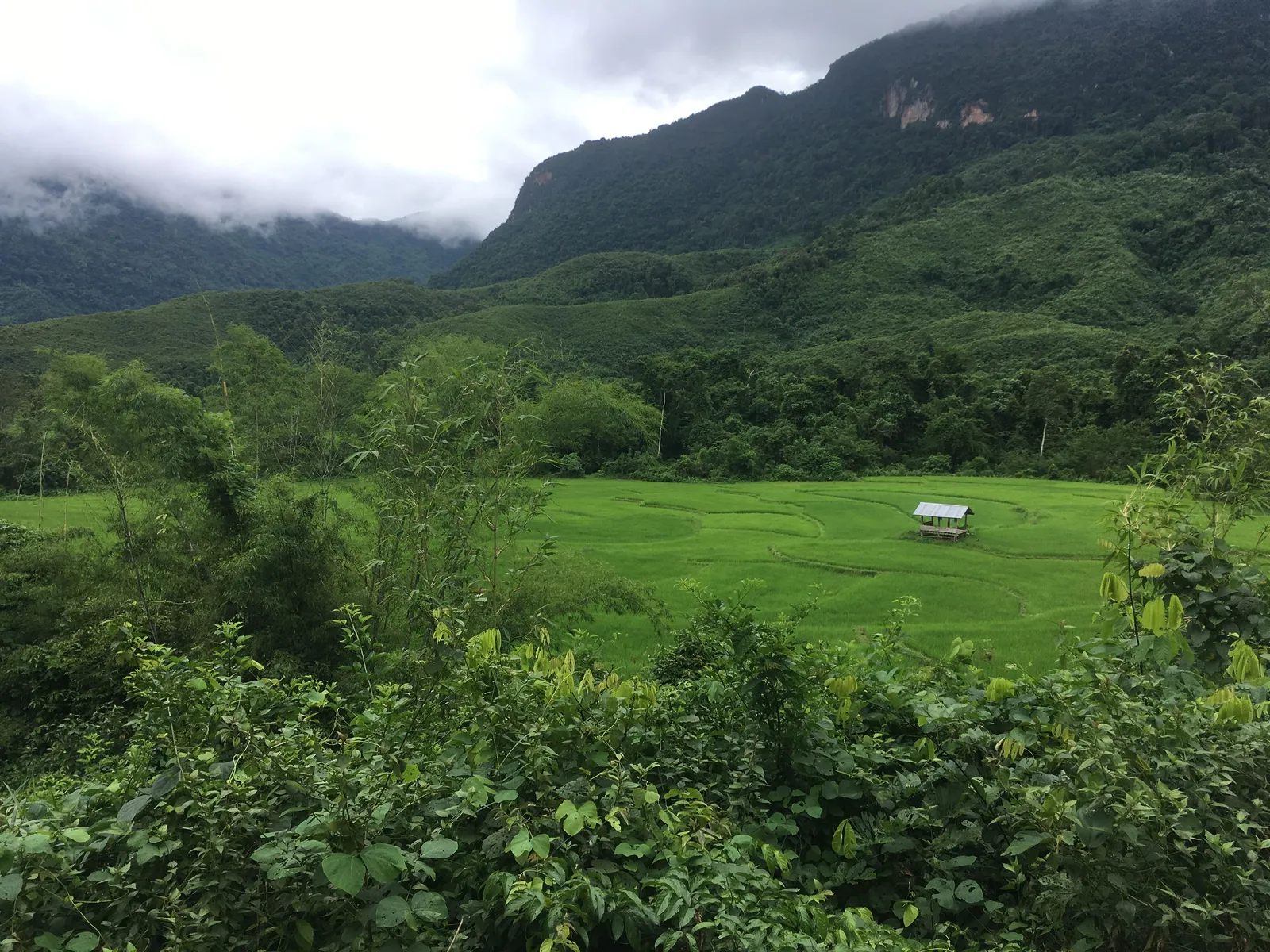 Risaie verdi lungo i sentieri di trekking nel distretto di Ngoy, tra Nong Khiaw e Muang Ngoi